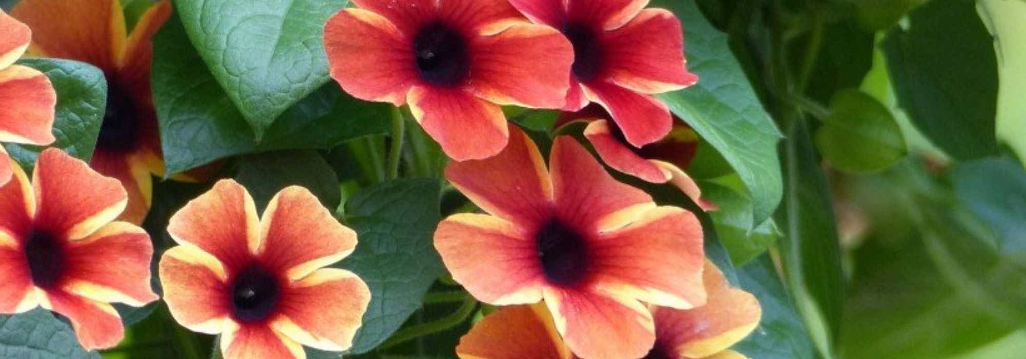 Asociar la Suzanne de ojos negros