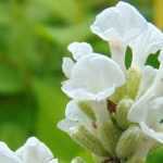 Lavanda: las variedades blancas más bonitas