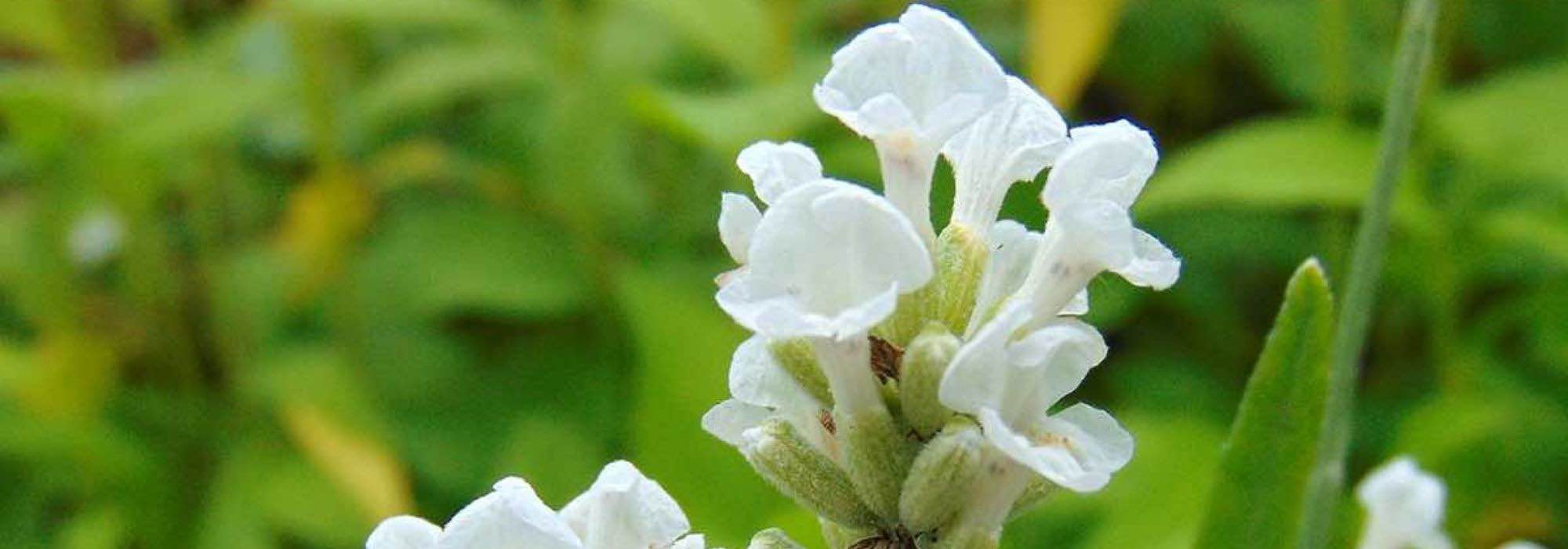 Lavanda: las variedades blancas más bonitas