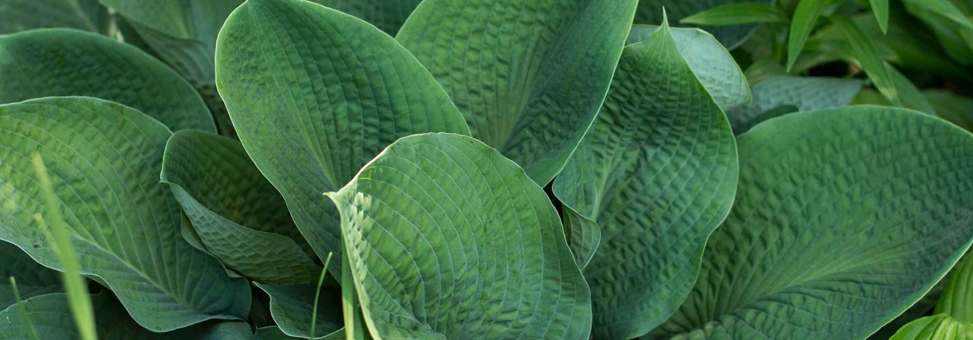 Hostas azules: las variedades más bonitas