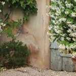 Cultivar un jazmín en maceta