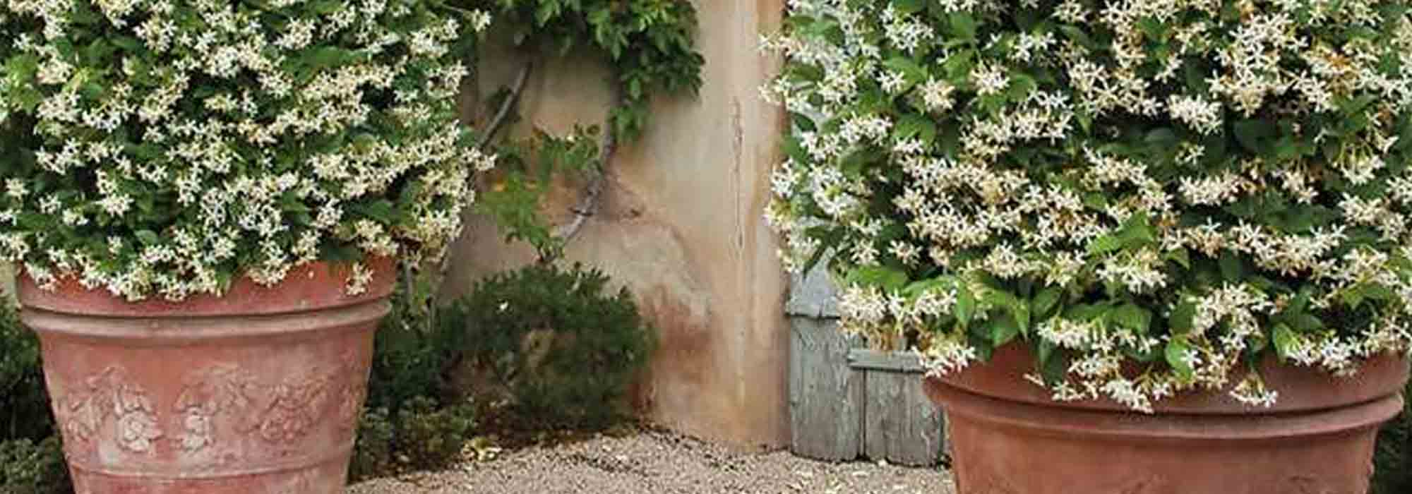 Cultivar un jazmín en maceta