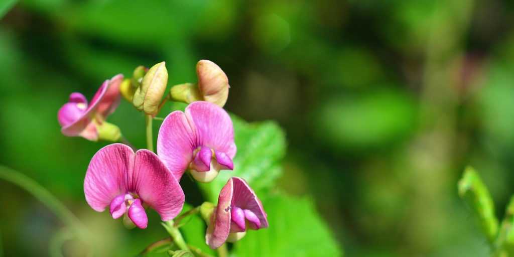 Lathyrus: plantar, cultivar y cuidar