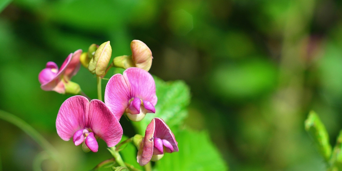 Lathyrus: plantar, cultivar y cuidar