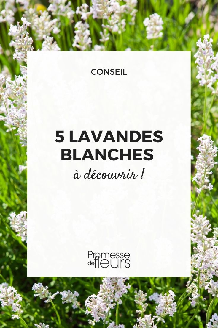 lavanda blanca