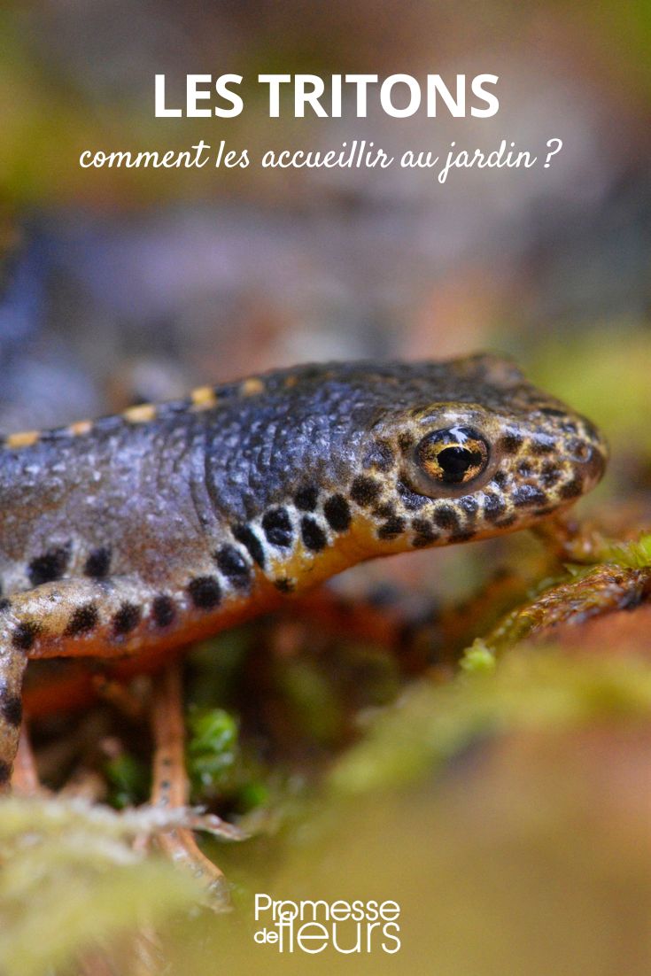 # Acoger tritones en el jardín: creación de una charca

Los tritones son fascinantes criaturas que pueden convertirse en excelentes aliados para tu jardín, ayudando a controlar plagas de insectos. Crear un hábitat acuático adecuado es la clave para atraerlos.

## Cómo diseñar una charca atractiva para tritones

- **Profundidad variable**: idealmente entre 30 cm y 1 metro
- **Bordes suaves y accesibles** con zonas poco profundas
- **Plantas acuáticas** como nenúfares, lentejas de agua y juncos
- **Zonas de sombra** para proteger del sol intenso
- **Sin peces** (podrían depredar los huevos y larvas de tritón)

## Mantenimiento ecológico

Evita productos químicos y deja que la naturaleza siga su curso. Una charca equilibrada se mantiene prácticamente sola. Los tritones llegarán de forma natural cuando encuentren las condiciones adecuadas.

Con paciencia y este pequeño ecosistema acuático, pronto podrás disfrutar del espectáculo de estos encantadores anfibios en tu jardín.