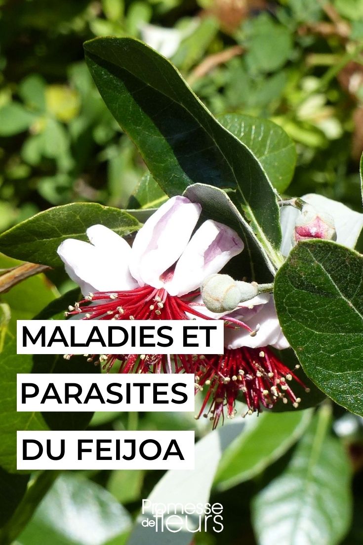 feijoa guayabo del Brasil enfermo