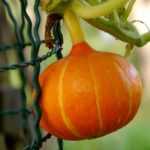 ¿Cómo poner en espaldera las calabazas?