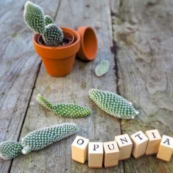 Esquejar un opuntia, el cactus raqueta