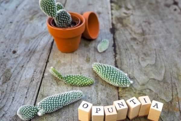Esquejar un opuntia, el cactus raqueta