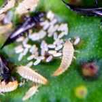 Trips: identificación y tratamiento natural