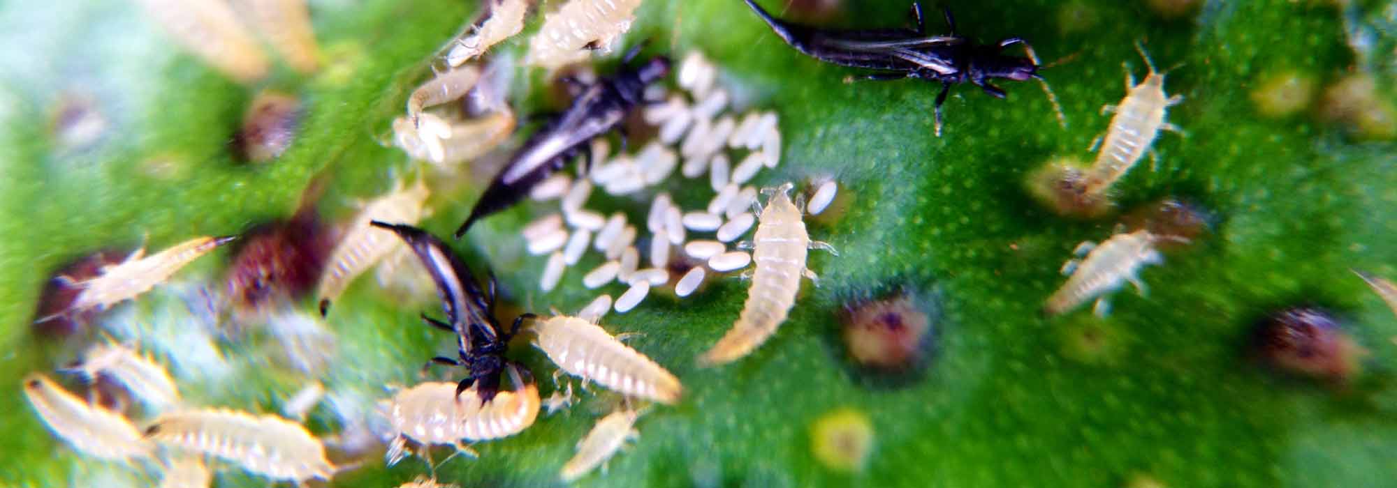 Trips: identificación y tratamiento natural