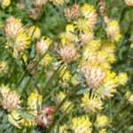 Asociar las Anthyllis