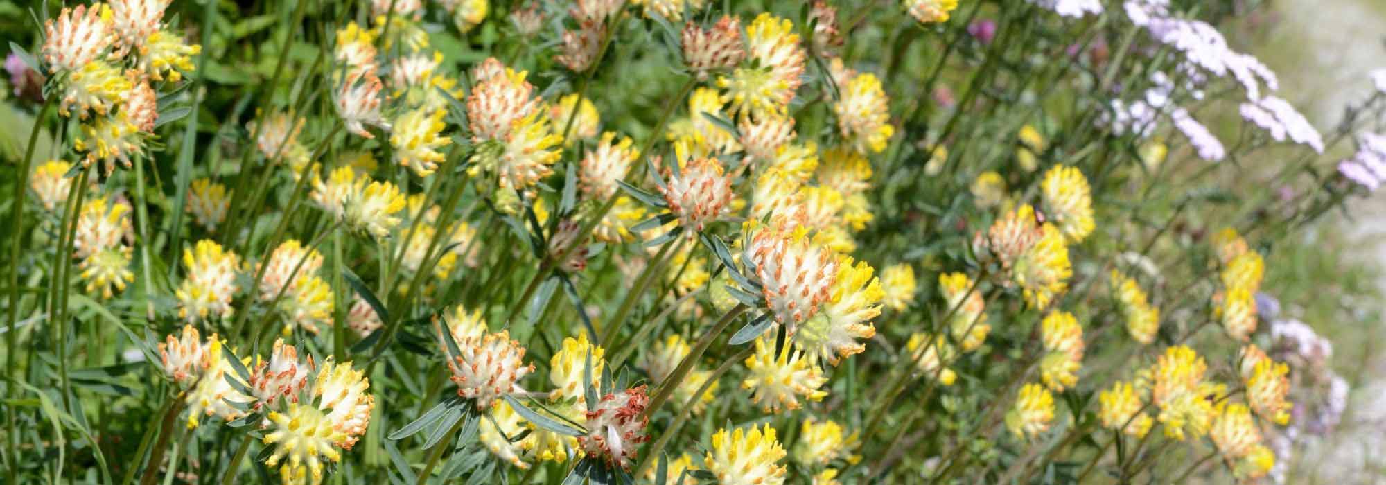 Asociar las Anthyllis