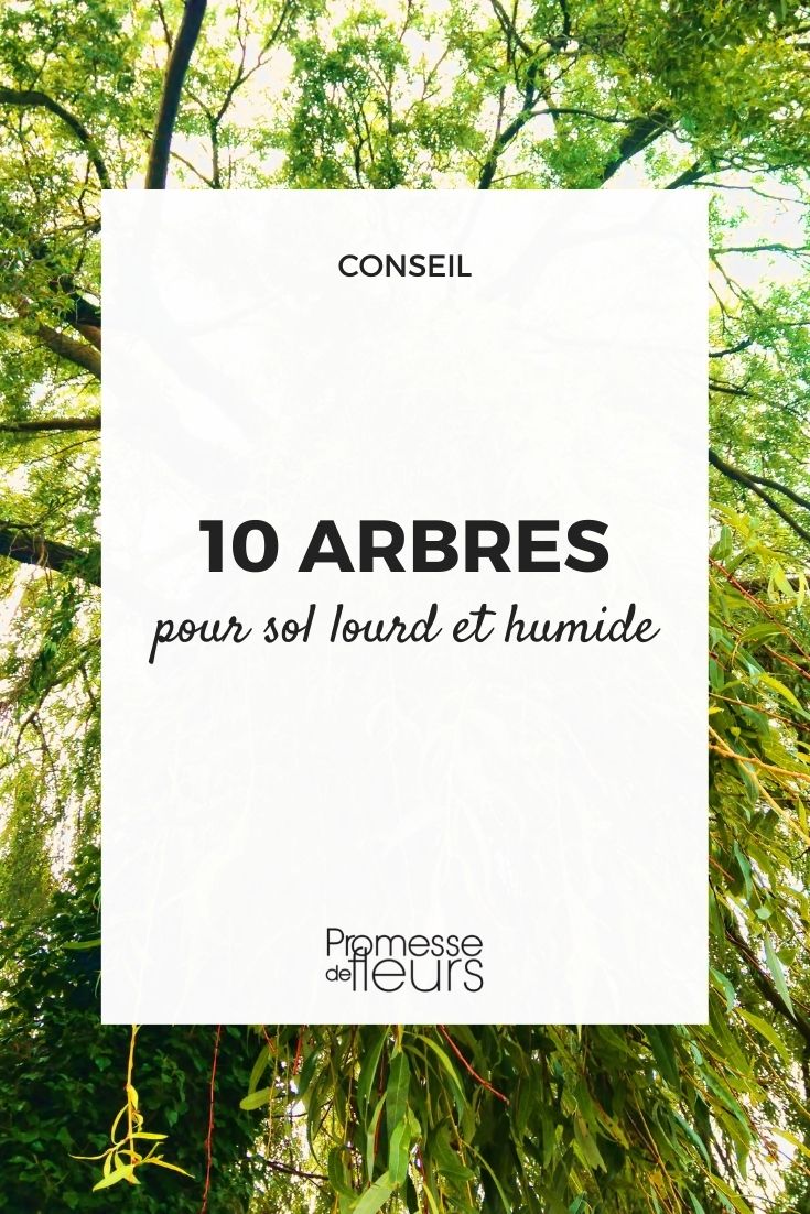 árboles para suelos pesados y húmedos