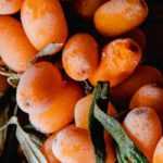 Enfermedades y parásitos del Argousier