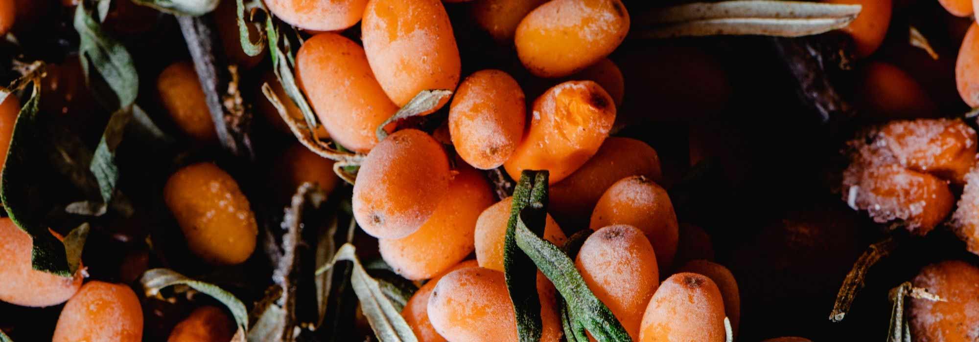 Enfermedades y parásitos del Argousier