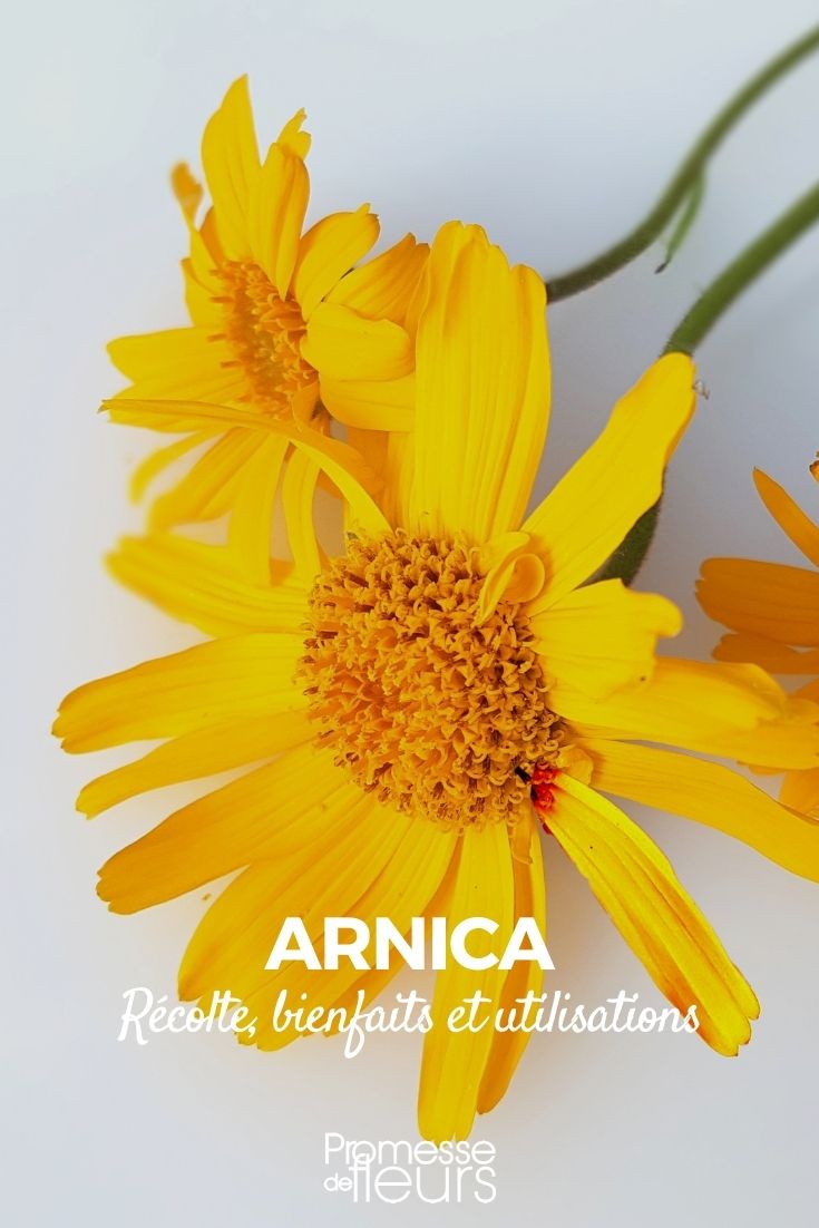 # Arnica: beneficios y usos

El árnica es una planta medicinal conocida por sus múltiples propiedades terapéuticas. Sus flores amarillas contienen principios activos que la convierten en un remedio natural muy apreciado.

## Principales propiedades del árnica

- **Antiinflamatoria**: ideal para aliviar contusiones y dolores musculares
- **Analgésica**: ayuda a reducir el dolor
- **Antiséptica**: previene infecciones en heridas menores
- **Circulatoria**: mejora la microcirculación sanguínea

## Usos más comunes

1. **Golpes y moratones**: acelera la reabsorción de hematomas
2. **Dolores articulares**: alivia artritis y reumatismos
3. **Tension muscular**: perfecta para después del ejercicio
4. **Picaduras de insectos**: reduce la hinchazón y el picor

**Precaución**: El árnica no debe aplicarse sobre heridas abiertas ni ingerirse sin supervisión médica. Siempre consulta con un profesional antes de usarla.

Esta planta versátil puede encontrarse en forma de cremas, geles, aceites esenciales o tinturas, siendo un aliado natural para el cuidado de la salud.