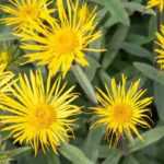 Asociar los Helenios