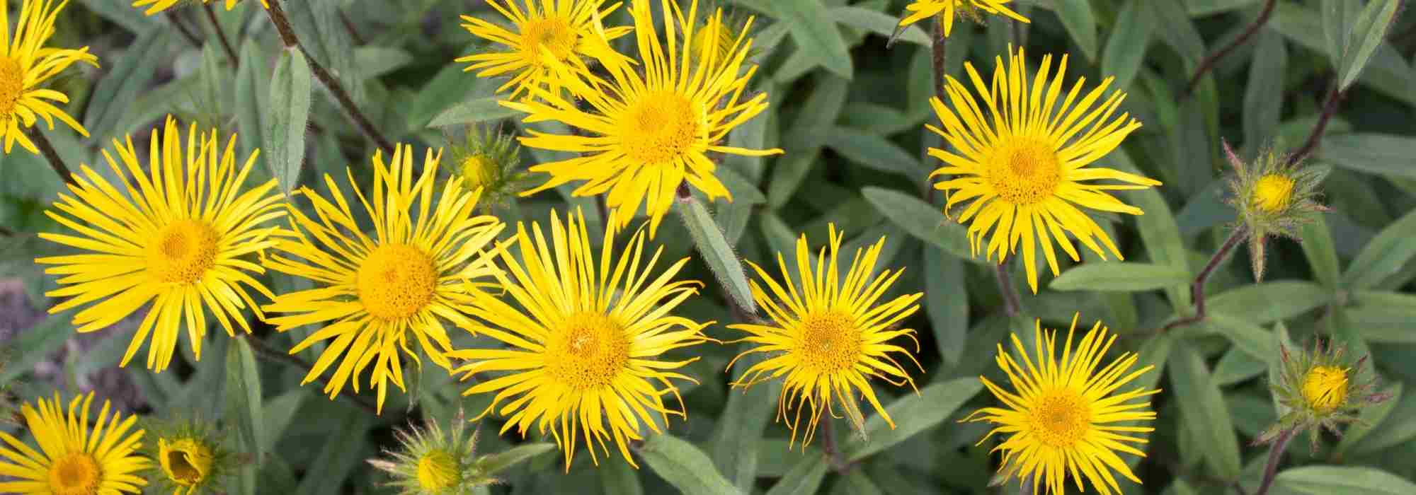 Asociar los Helenios