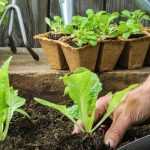 Qué hacer en el jardín en abril?