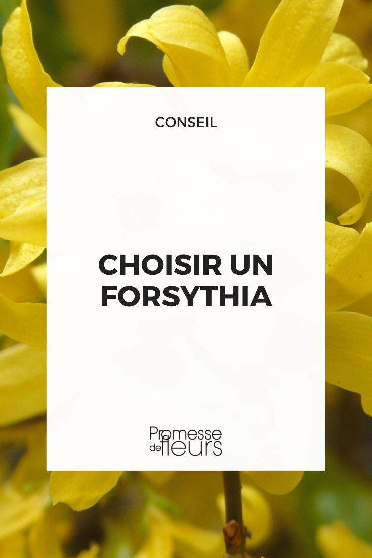 elegir un forsythia