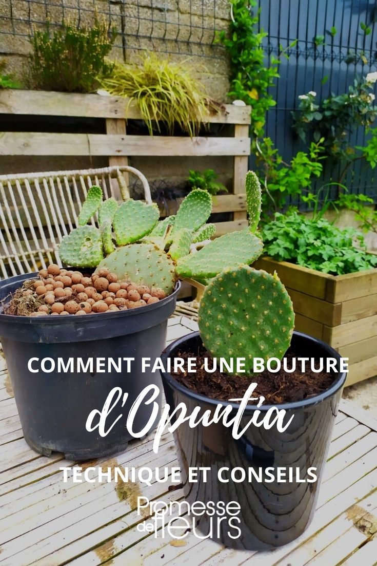 cómo hacer un esqueje de opuntia