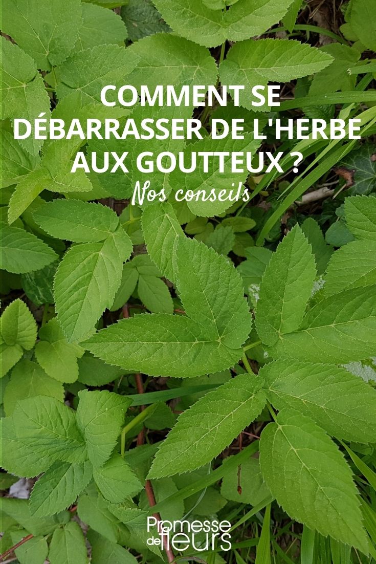 cómo deshacerse del aegopodium