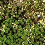 ¿Cómo cultivar Leptinella en maceta?