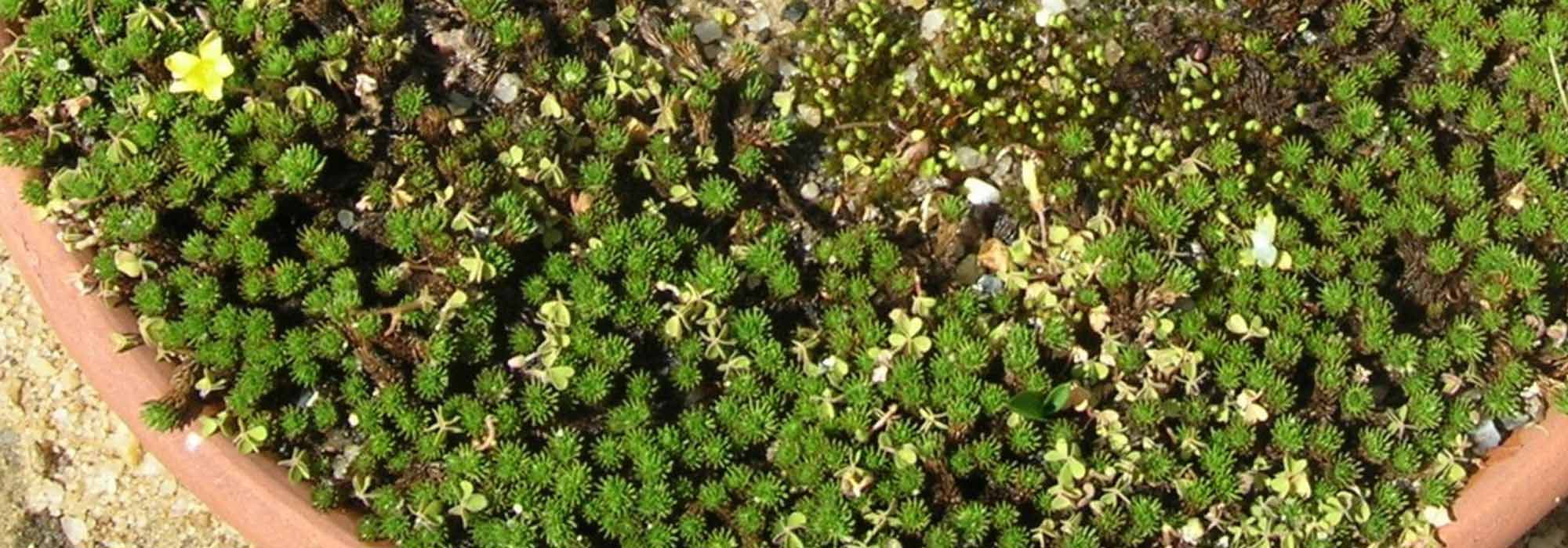 ¿Cómo cultivar Leptinella en maceta?