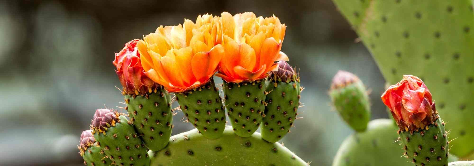 Cultivar un Opuntia en maceta