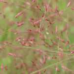 Eragrostis - Hierba del amor: plantar, cultivar y cuidar