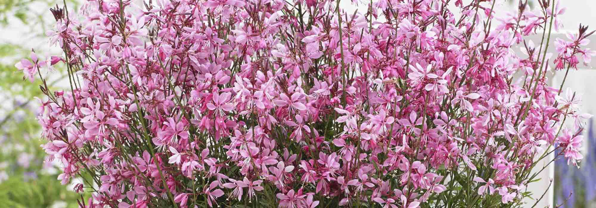 Elegir una Gaura