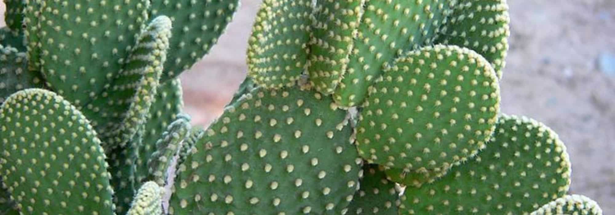 ¿Cómo cuidar un Opuntia?