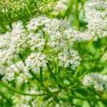 ¿Cómo deshacerse de la Egopodio?