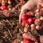 6 hortalizas resistentes a la sequía