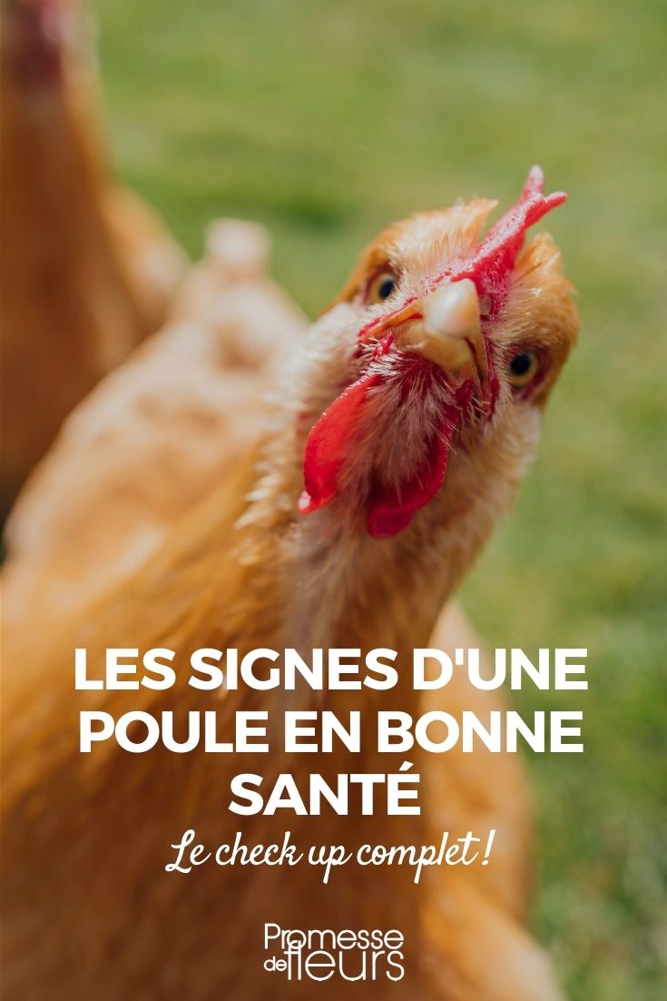 los signos de una gallina saludable