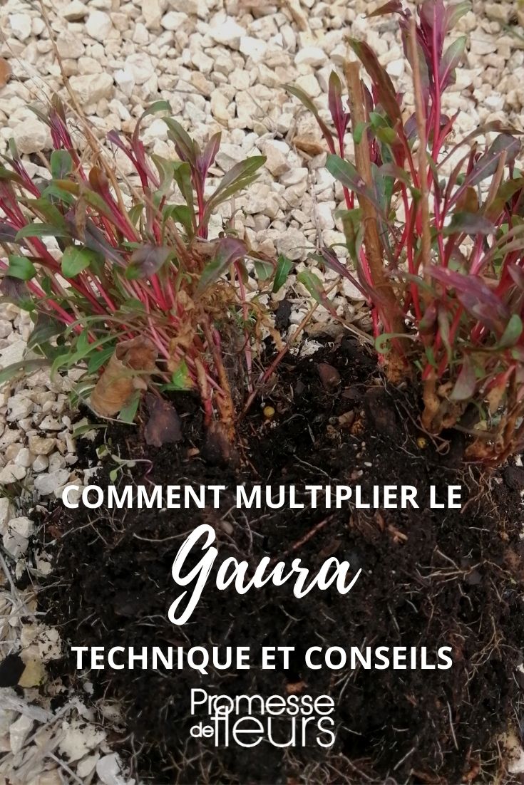 multiplicar el gaura: sembrar, dividir, esquejar