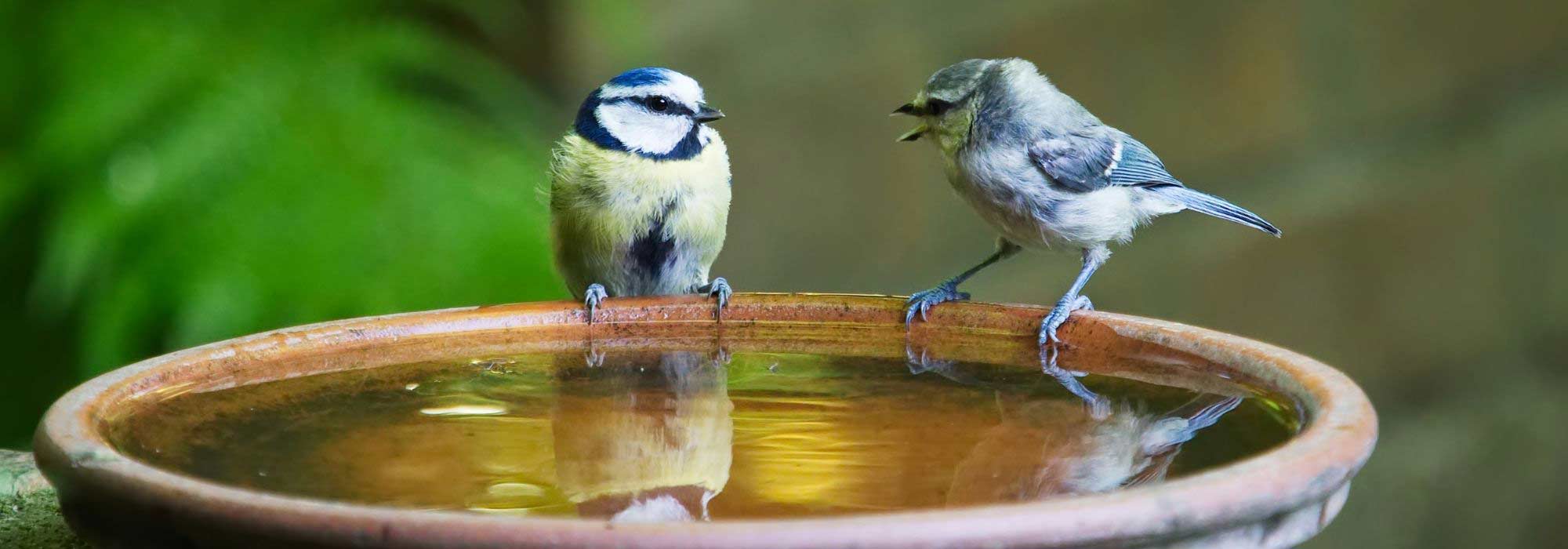 ¿Cómo abrevadores a las aves en verano como en invierno?