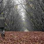 ¿Cómo plantar un árbol trufero micorrizado?