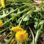 6 plantas para limpiar el hígado