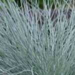 Las vivaces de follaje azul más bonitas