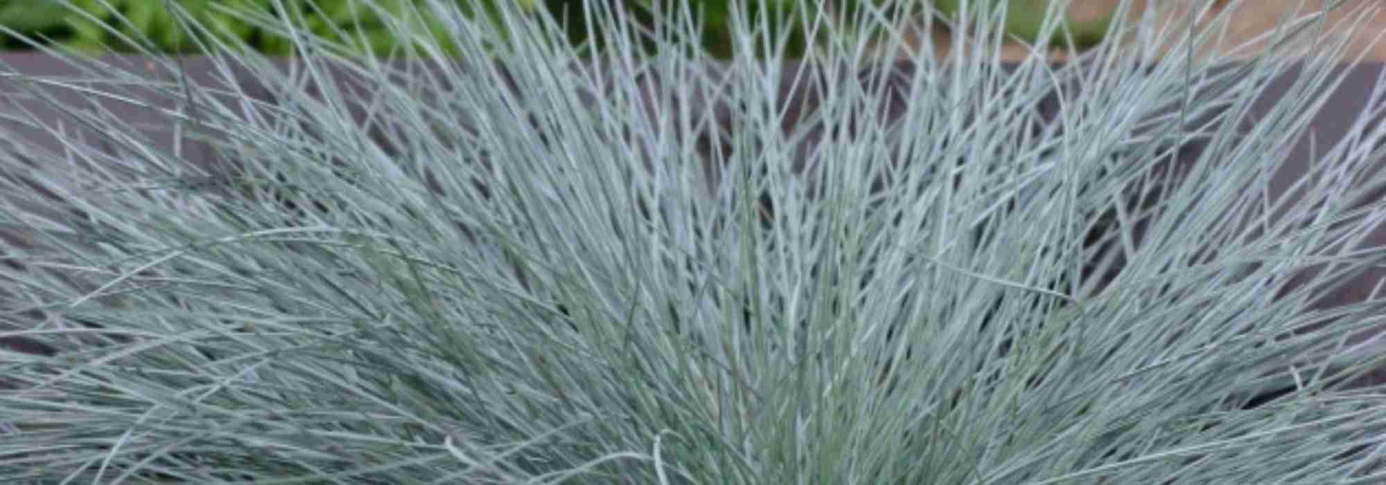 Las vivaces de follaje azul más bonitas