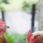 Las señales de que una gallina está sana