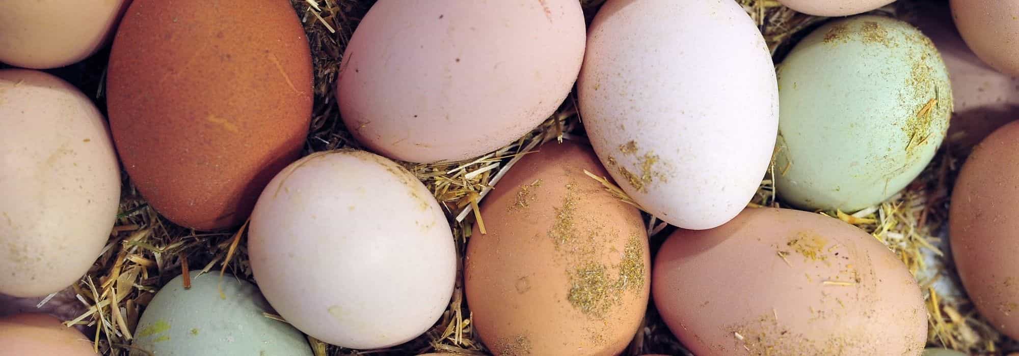 Huevos de gallina: ¿por qué tienen colores diferentes?
