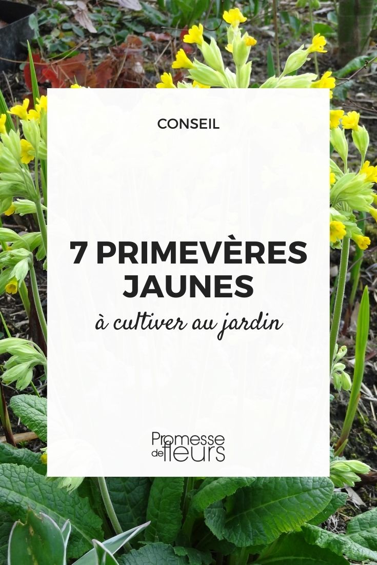 prímulas amarillas para cultivar en el jardín