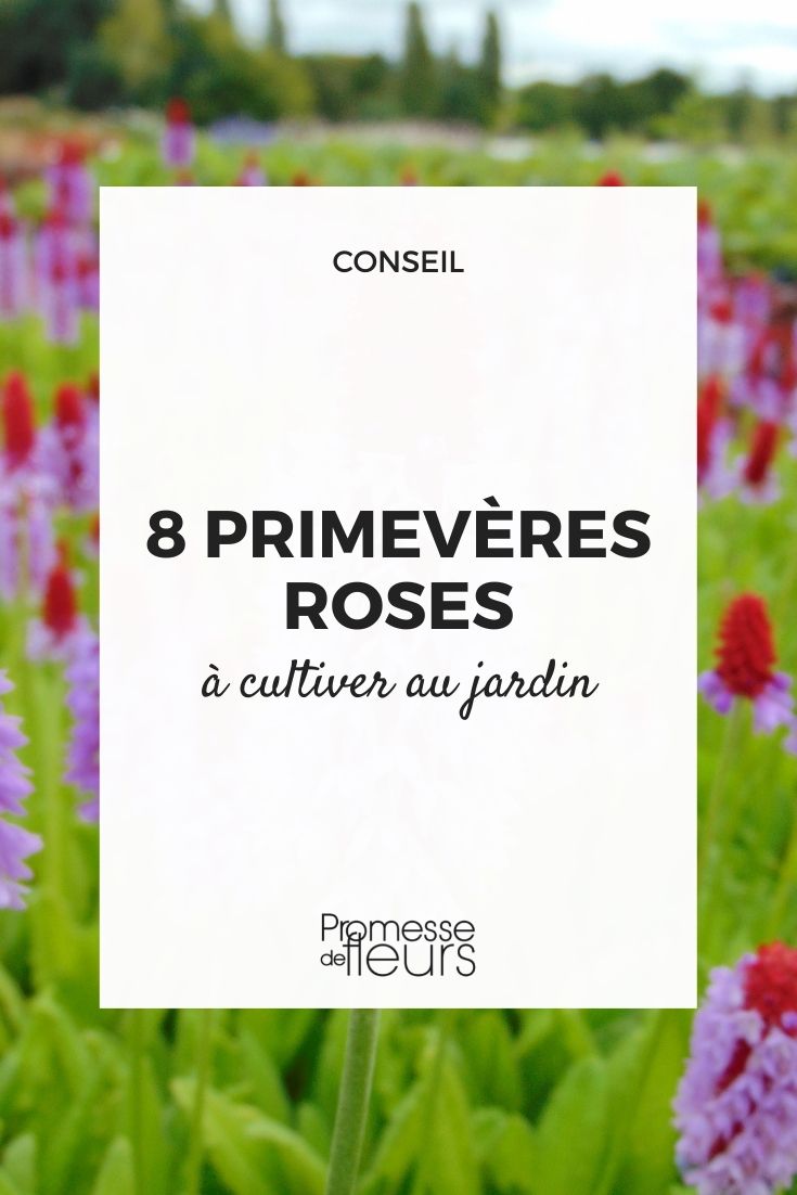 prímulas rosas para cultivar en el jardín