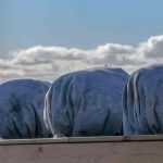 Proteger las plantas del balcón en invierno