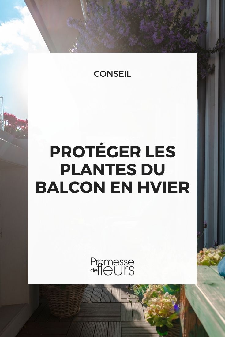 proteger plantas balcón invierno