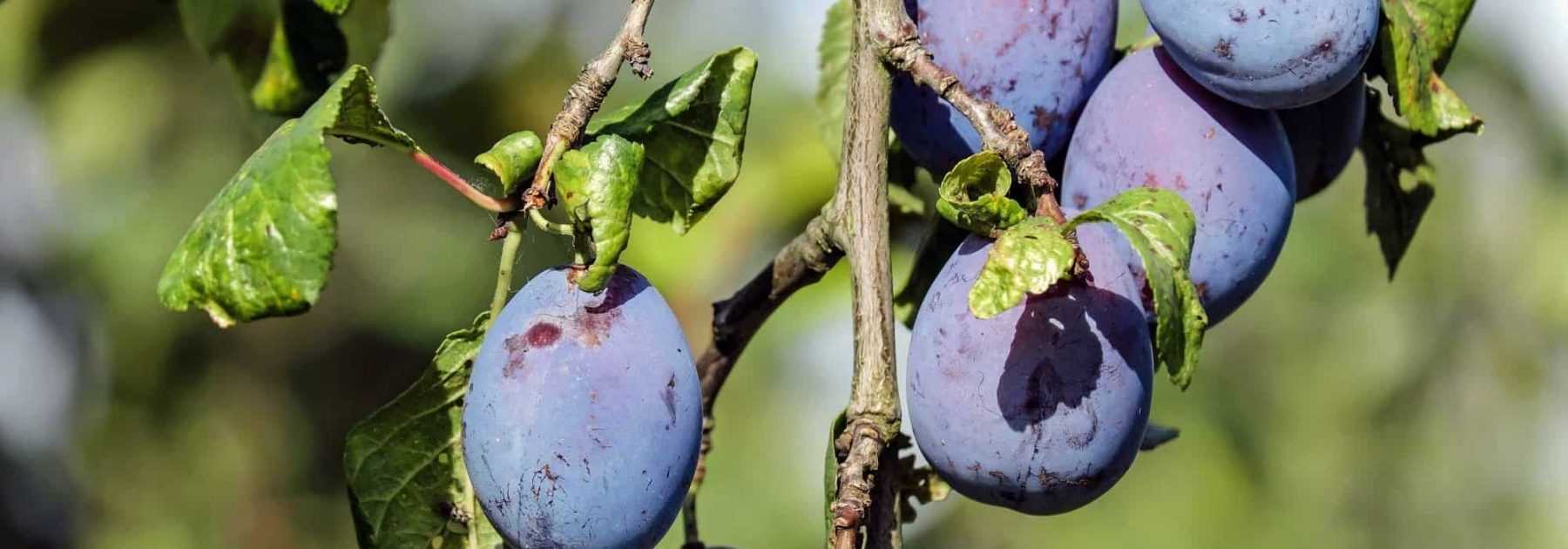 ¿Cómo podar un ciruelo?